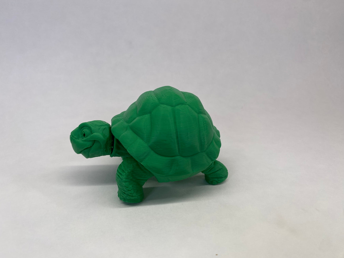 Tortoise