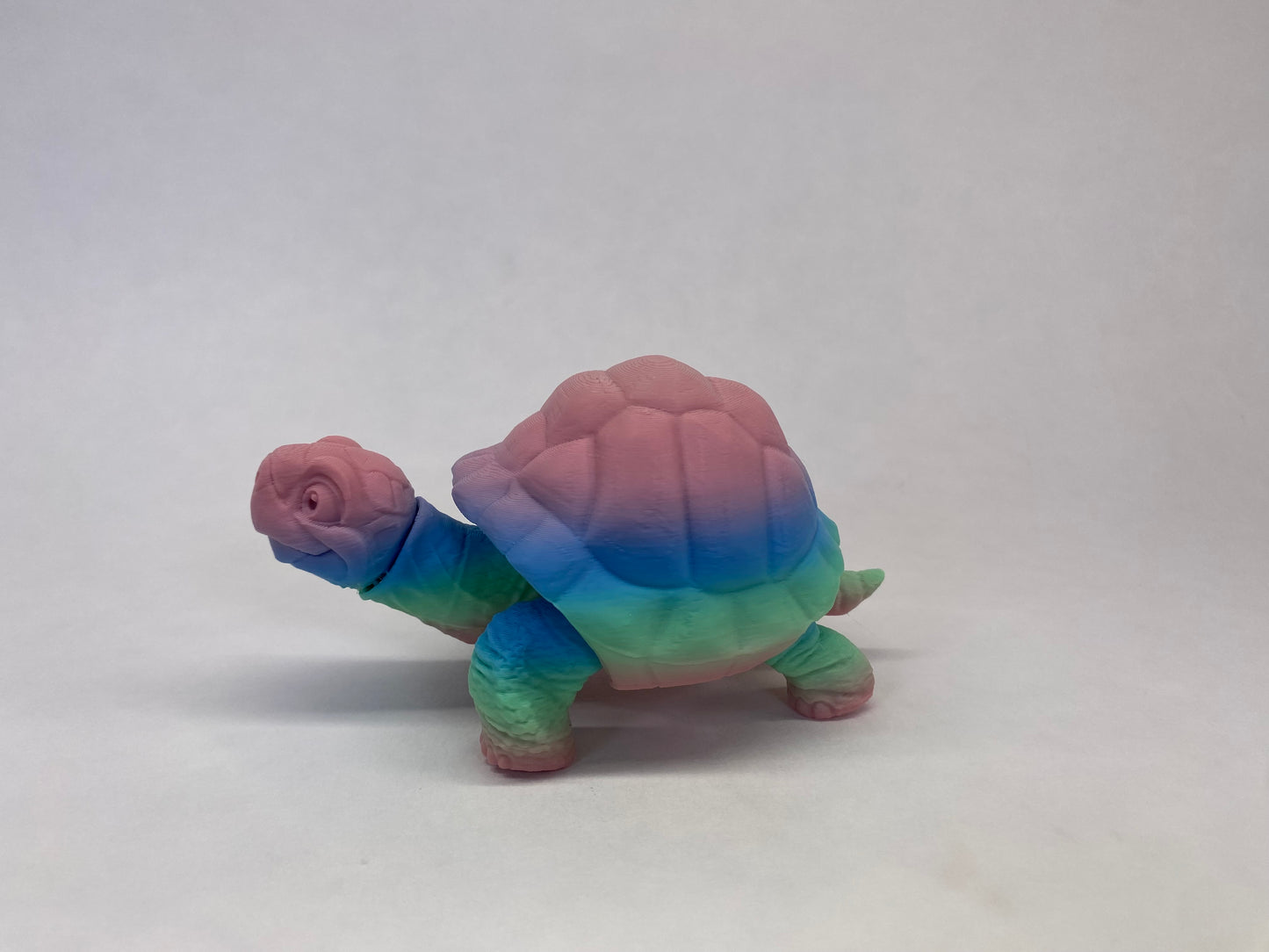 Tortoise